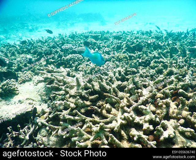 Maldives, tropical fish on the coral reef destroyed by the tsunami and regrowth coral