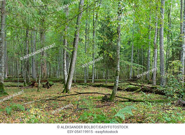 Autumnal deciduous stand with european hornbeam and old tress almost declined around, Bialowieza Forest, Poland, Europe