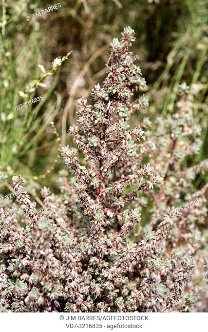 Desert nettle (Forsskaolea tenacissima) is a perennial herb native to western north Africa desert and southeastern Spain