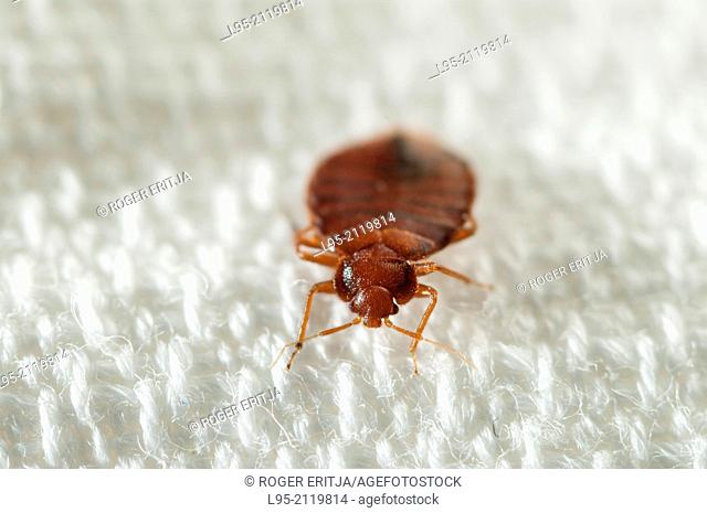 Bed Bugs (Cimex lectularius) an emerging pest species, on an embroidered bed sheet, Spain