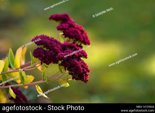 high sedum (sedum telephium), the flowers turn wine-red in late autumn, germany