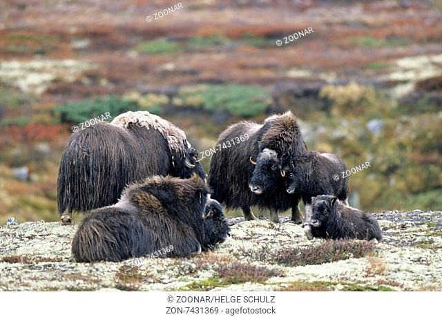 A group of Musk Oxen in the autumnally tundra