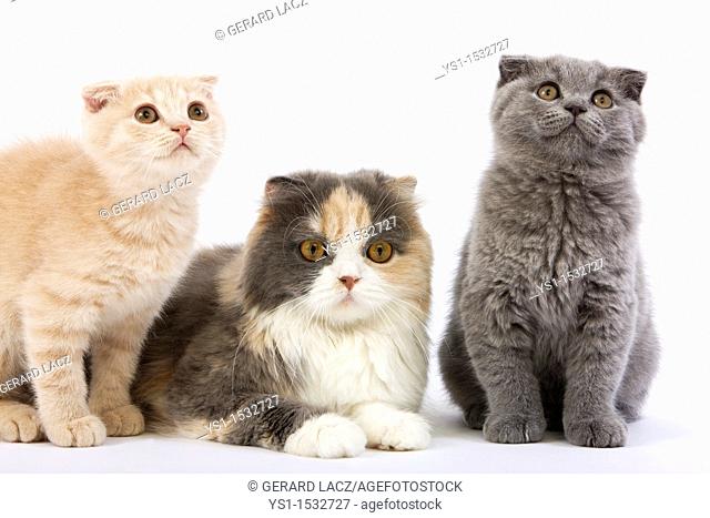 Blue Cream and White Highland Fold Female with 2 Months Old Kittens, Cream Scottish Fold and Blue Scottish Fold