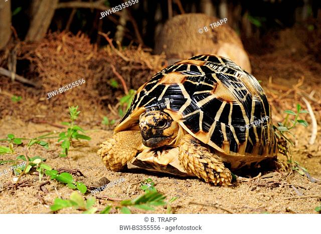 Indian star tortoise, starred tortoise (Geochelone elegans elegans, Testudo elegans), front view, Sri Lanka