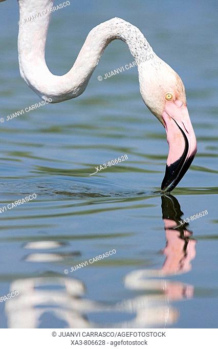 Flamingo (Phoenicopterus roseus) on lagoon
