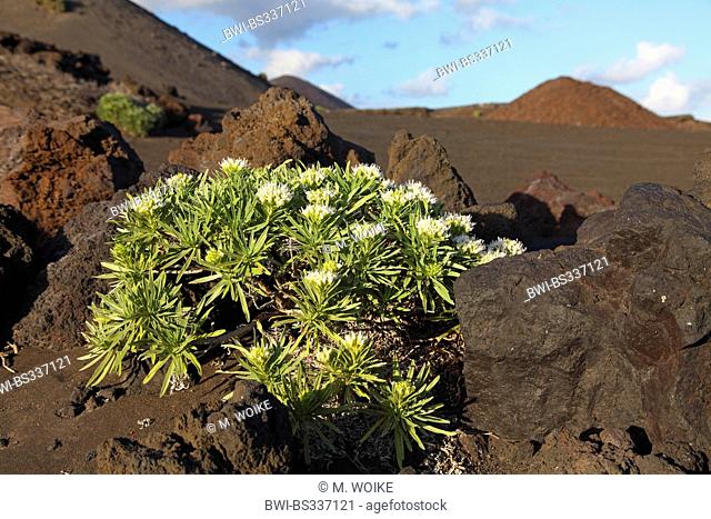 bugloss (Echium brevirame), bugloss growing in lava field, Canary Islands, La Palma, Fuencaliente