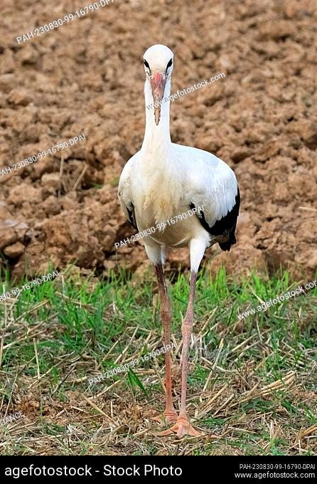 30 August 2023, Saxony, Schnaditz: A white stork (Ciconia ciconia) searches for food on a freshly plowed field in northern Saxony