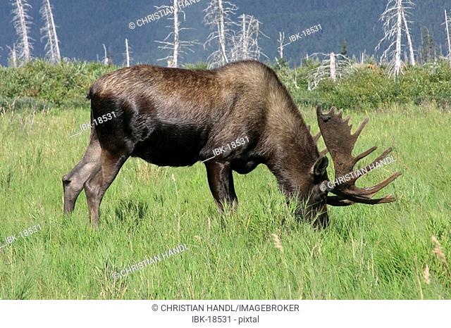 Moose alces alces in the Alaska Wildlife Conservation Center Alaska USA