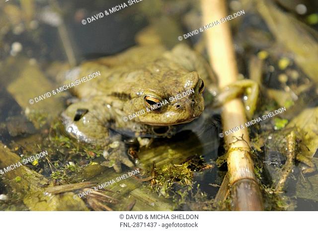 Close-up of African Common Toad Amietophrynus gutturalis in water, Altmuehlsee, Franconia, Bavaria, Germany