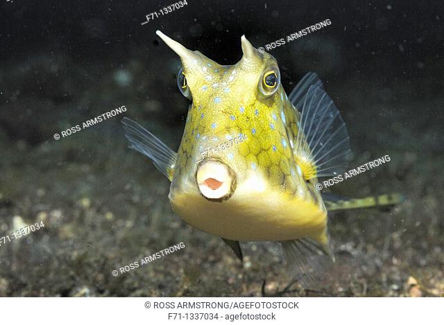 Longhorn cowfish Lactoria cornuta  Lembeh Strait, Celebes Sea, North Sulawesi, Indonesia