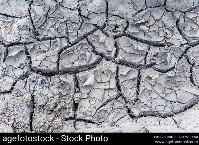 03 June 2023, Schleswig-Holstein, Barkhorst: Dry soil has cracked into cracked clods on the surface of a canola field. Photo: Markus Scholz/dpa