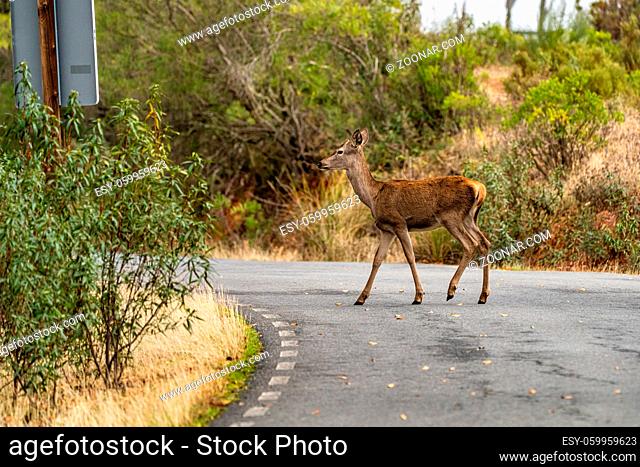Iberian red deer, Cervus elaphus hispanicus. Monfrague National Park. Caceres. Extremadura Spain