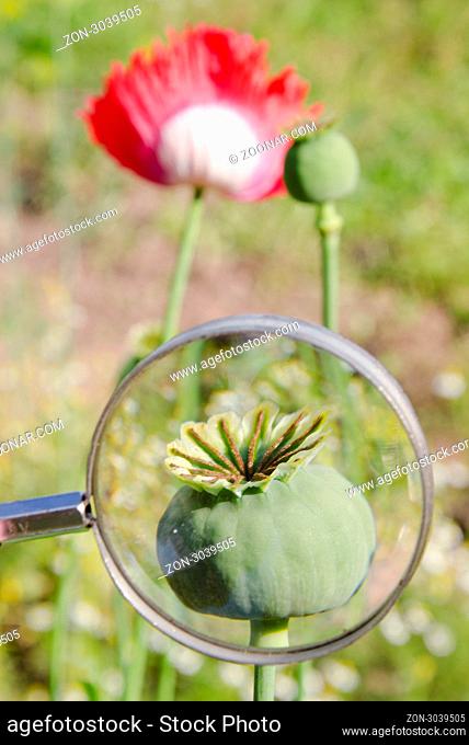 Poppy head through a magnifying glass. Flower details