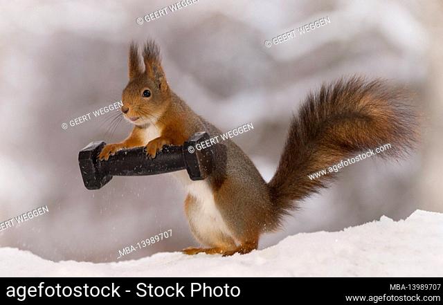 red squirrel is standing in the snow with a weight