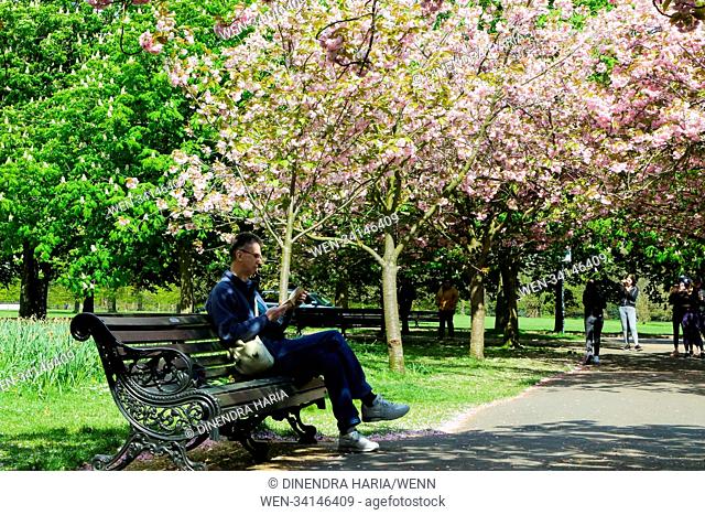 Tourist and locals visits and takes photographs of the cherry blossom in Greenwich Park on a sunny and warm afternoon. Featuring: Atmosphere, View Where: London