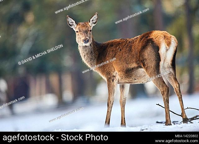 Red deer (Cervus elaphus), hind, winter, clearing, standing, looking at camera