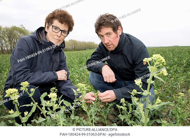 24 April 2018,  Germany, Alt-Negentin: Margit Nagel (L), head of the Plant Protection Service of Greifswald, and farmer Christian Ringenberg inspecting a plant...