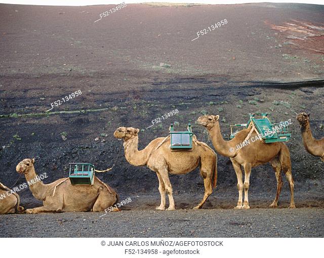 Camels, Timanfaya National Park. Lanzarote, Canary Islands. Spain