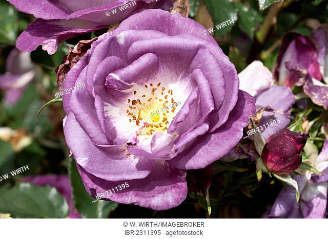 Rose (Rosa), Blue for you, Westfalenpark, Dortmund, North Rhine-Westphalia, Germany, Europe