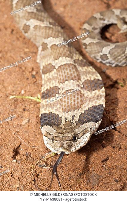 Eastern hognose snake, Heterodon platirhinos, native to eastern North America