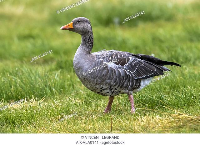 Adult Western Greylag Goose sitting on the grass in Reykjavik, Iceland. August 27, 2018