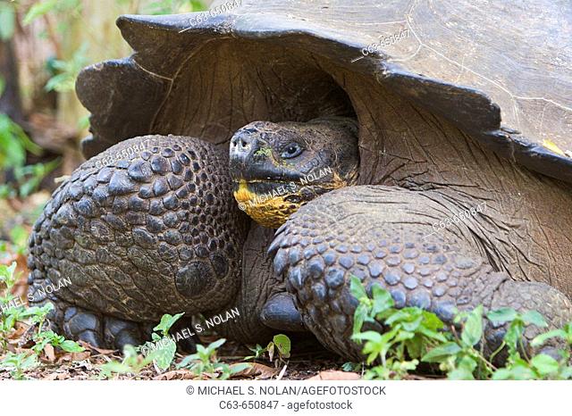 Wild Galapagos giant tortoise (Geochelone elephantopus) on the upslope grasslands of Cruz Island in the Galapagos Island Group, Ecuador
