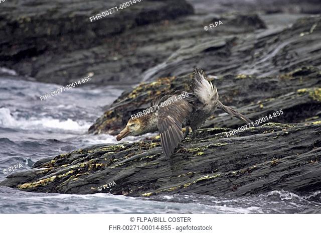 Northern Giant-petrel Macronectes halli adult, in threat display, standing on rocky shore, Royal Bay, South Georgia