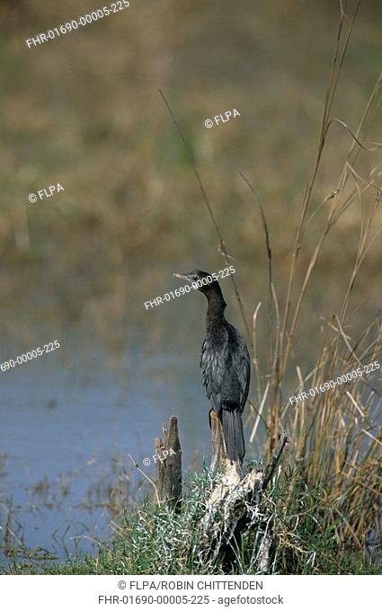 Little Cormorant Phalacrocorax niger Perched on stump - beside water - NW India - February