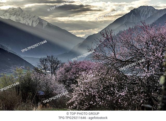 Peach Blossom Valley;Tibet;China