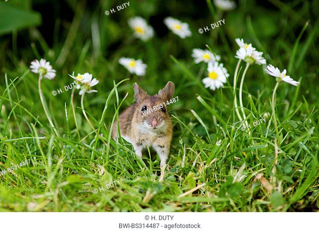 yellow-necked mouse (Apodemus flavicollis), in a meadow, Germany, Mecklenburg-Western Pomerania