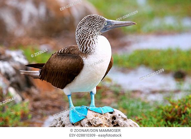 Blue-footed Booby on North Seymour Island, Galapagos National Park, Ecuador