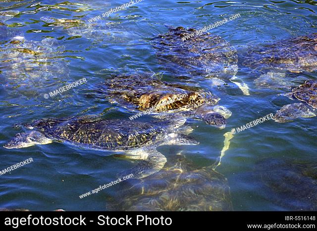 Green turtles (Chelonia mydas), Grand Cayman, Cayman Islands, Green turtle, Green turtle, North America
