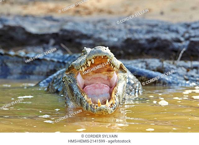 Brazil, Mato Grosso, Pantanal region, Yacare caiman (Caiman yacare), resting on the bank of the river