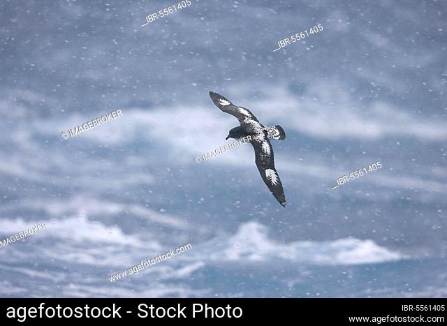 Daption capensis, Cape petrel, cape petrels (Daption capense), tube-nosed, animals, birds, Cape petrel adult, in flight over sea, during snowstorm