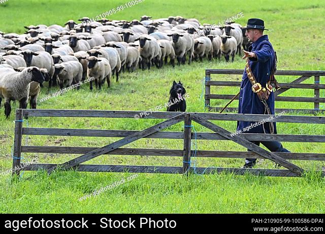 05 September 2021, Brandenburg, Altlandsberg: Sascha Bräuning, shepherd, takes part with a flock of black-headed meat sheep in the Brandenburg shepherds'...