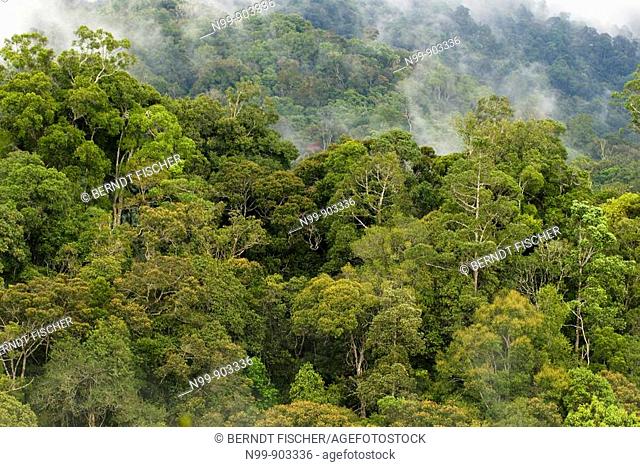 Mountain rainforest Kinabalu National Park Sabah Borneo Malaysia