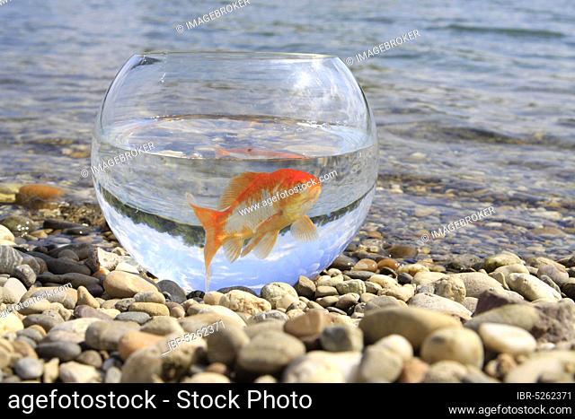 Goldfish in glass, on the lake shore, goldfish glass, free