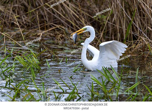Silberreiher, Ardea alba, European Great White Egret