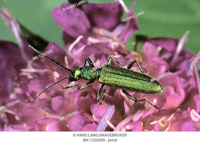 Blue-green Longhorn Beetle or Longicorn (Phytoecia coerulea) on a flowering Scabiosa