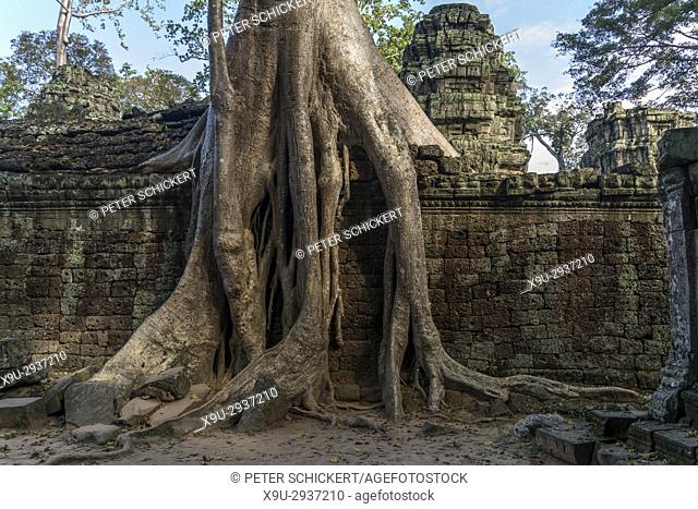 Baumwurzeln überwuchern die Tempelruine Ta Phrom, Angkor Region, Kambodscha, Asien | Roots of a spung at the temple ruin Ta Prohm, Angkor Region, Cambodia, Asia