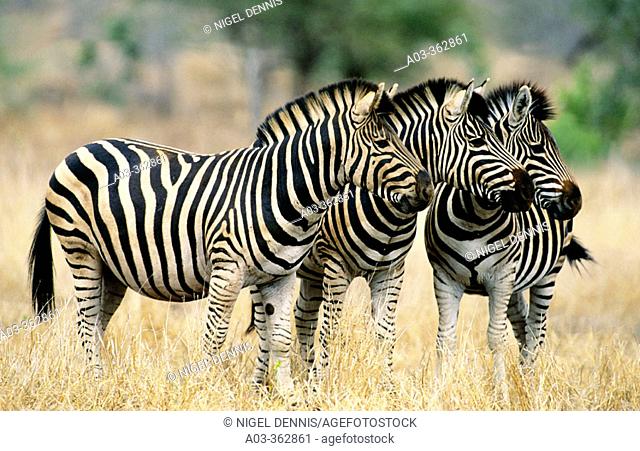Burchell's Zebra (Equus burchelli). Kruger National Park, South Africa