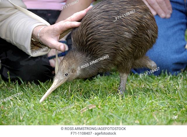 Sparky a North Island Brown Kiwi, Apteryx mantelli, with only one leg after the other had been amputated after it was caught in a gin trap