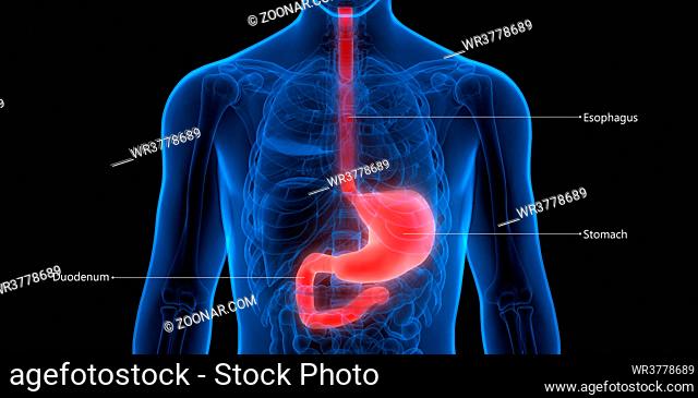 3D Illustration Concept of Human Digestive System Stomach Described with Labels Anatomy