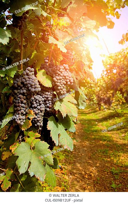 Vineyard, Langhe Nebbiolo, Piedmont, Italy