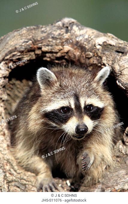 North American Raccoon, Procyon lotor, Montana, USA, North America, adult female at den