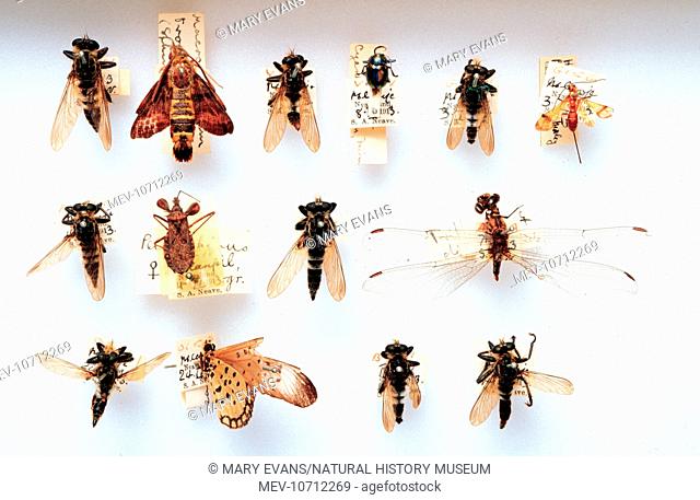 Seven specimens of robber fly with prey from Malawi. Prey items include a moth, butterfly, beetle, wasp, bug, dragonfly, and a robber fly itself