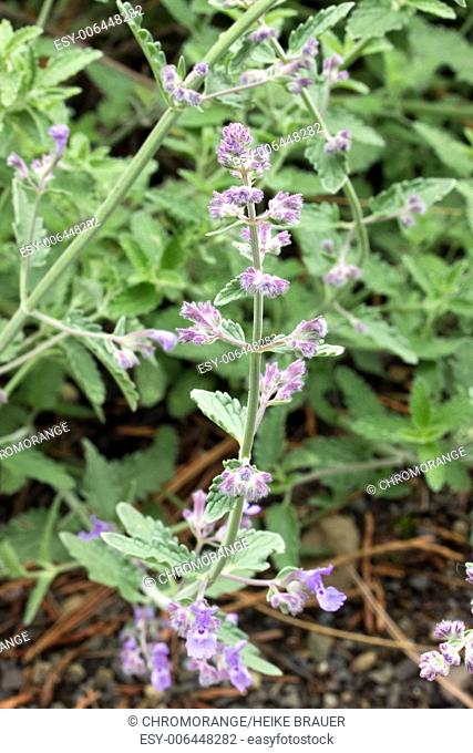 Blooming cat mint in a herb garden