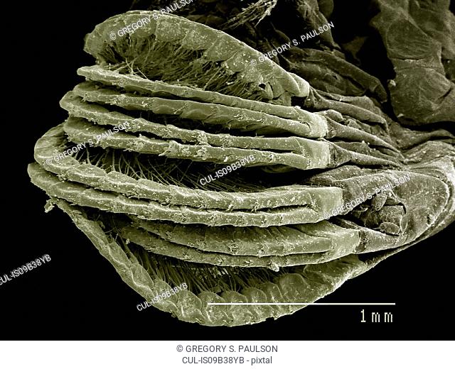 Appendages of a gooseneck barnacle Pedunculata: Pollicipededae poss. Pollicipes sp