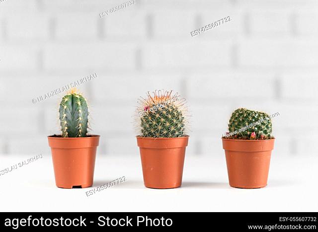 Three small cactuses in a pot, i white interior