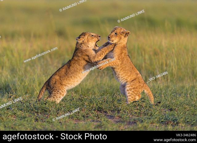 African lion, Panthera Leo, two cub fighting, Masai Mara National Reserve, Kenya, Africa